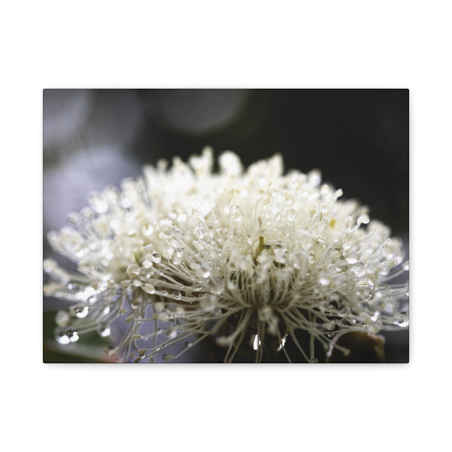 Marri Bloom Canvas Print