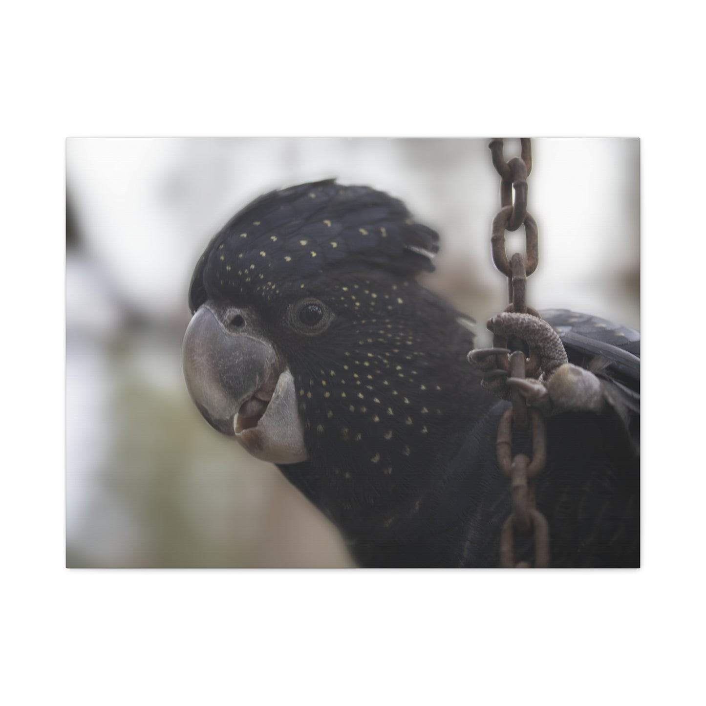 Black Bird Canvas Print