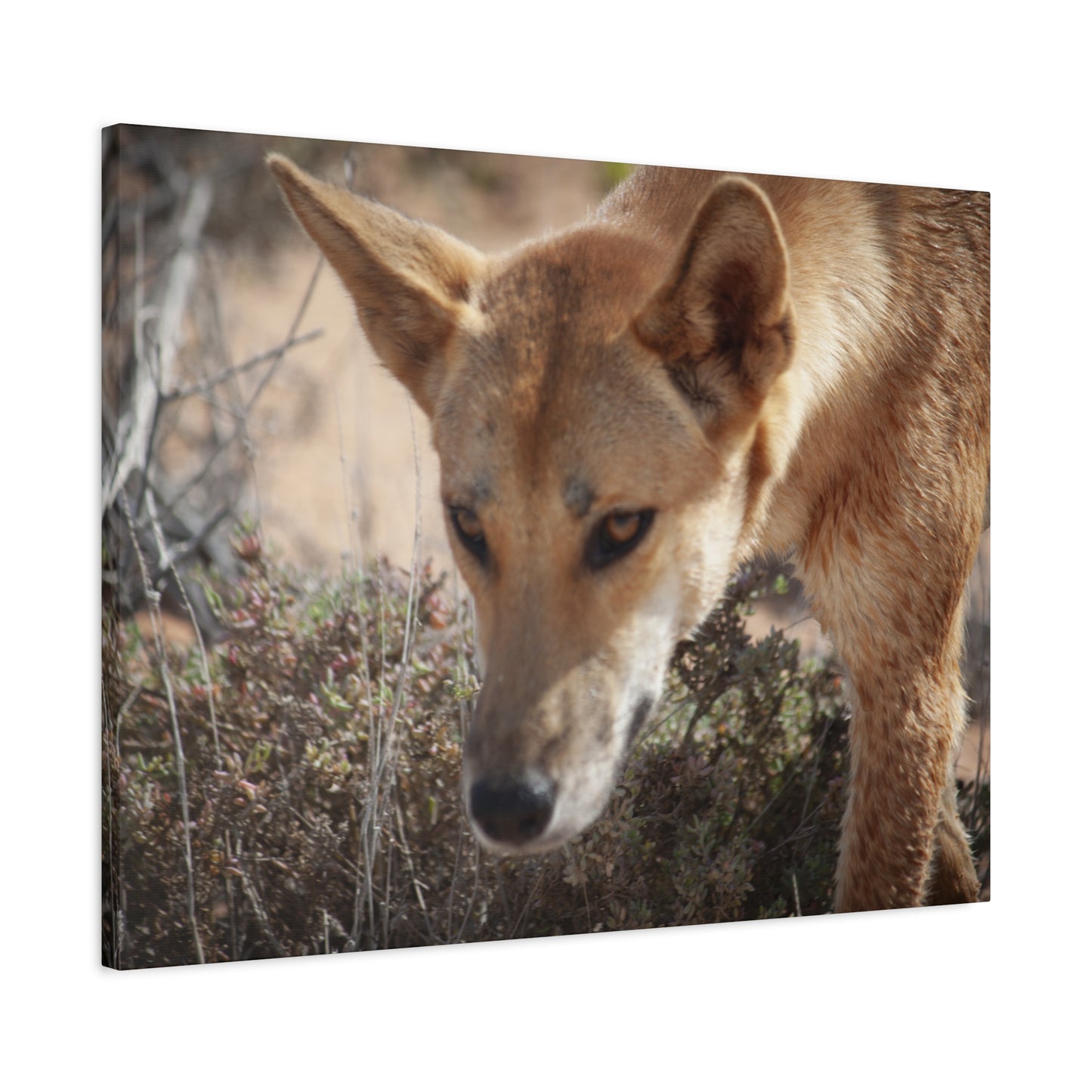 Dingo Canvas Print