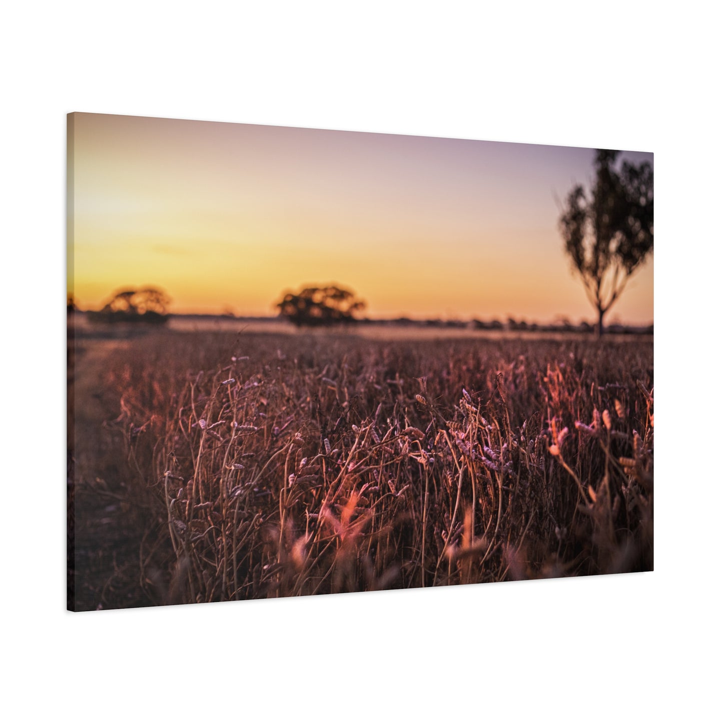 Paddock 2 Canvas Print