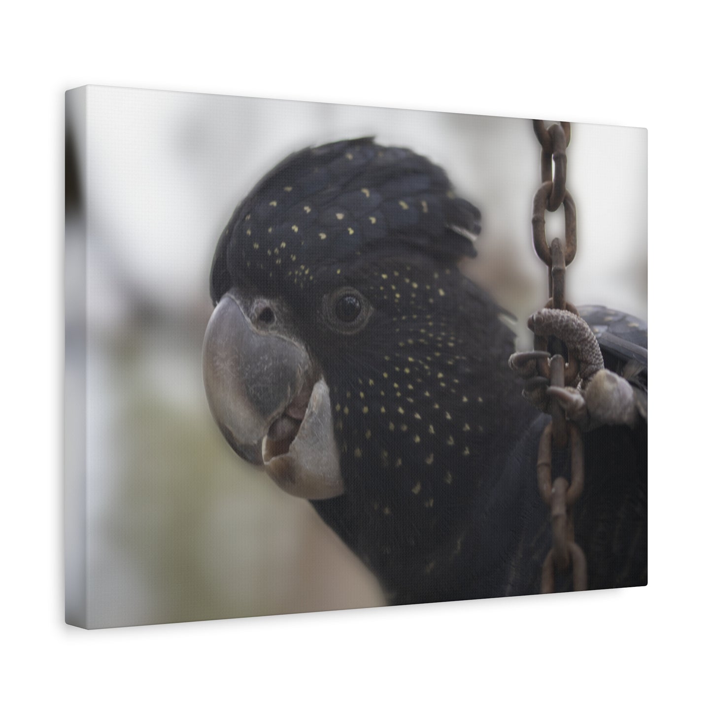 Black Bird Canvas Print