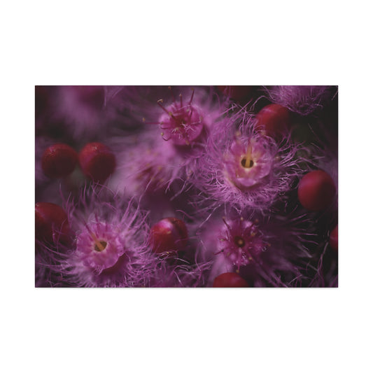 Verticordia Canvas Print