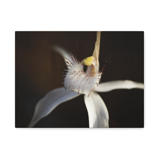 White Spider Orchid Canvas Print