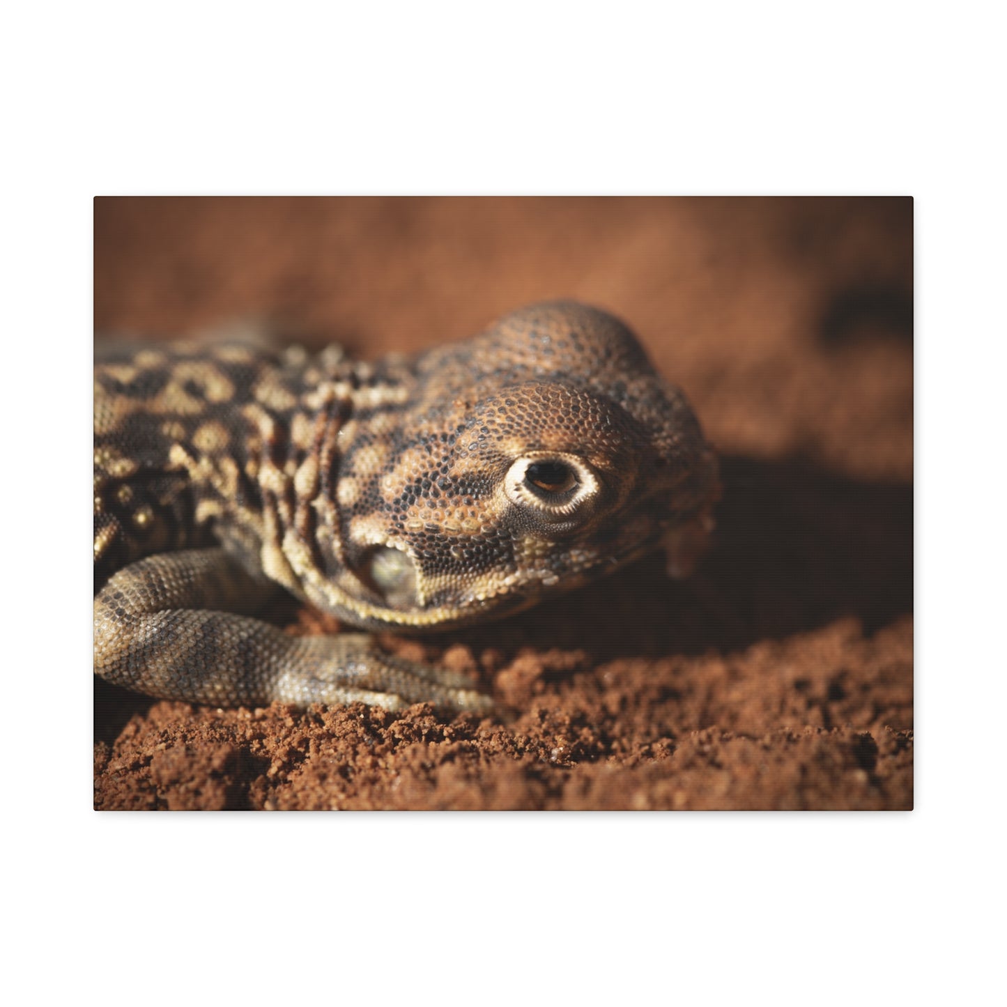 Lizard Canvas Print