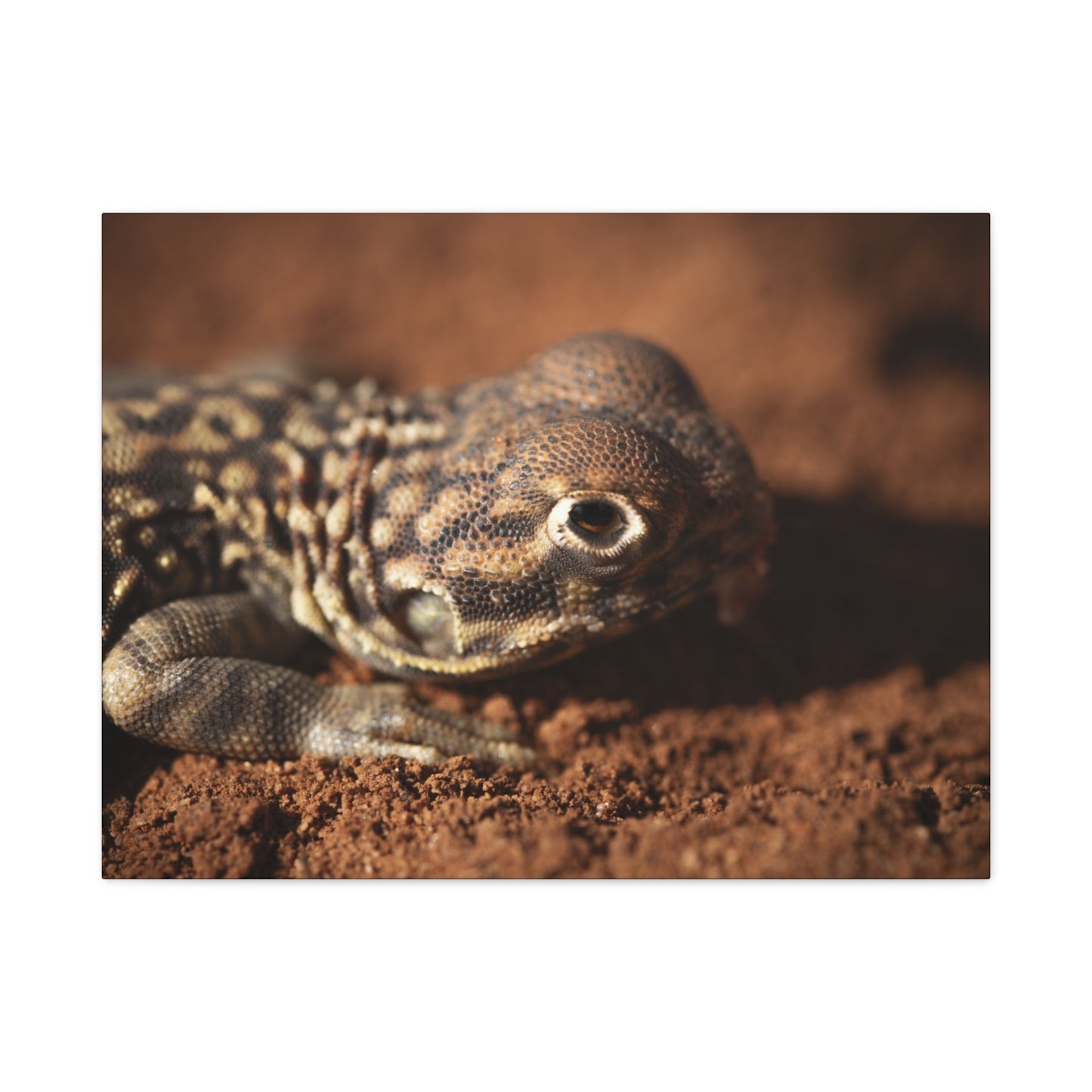 Lizard Canvas Print