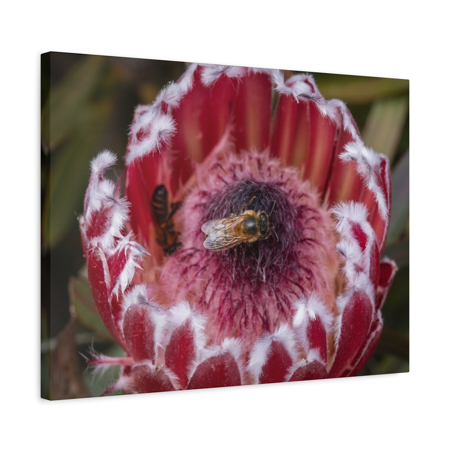 Feeding Bee Canvas Print