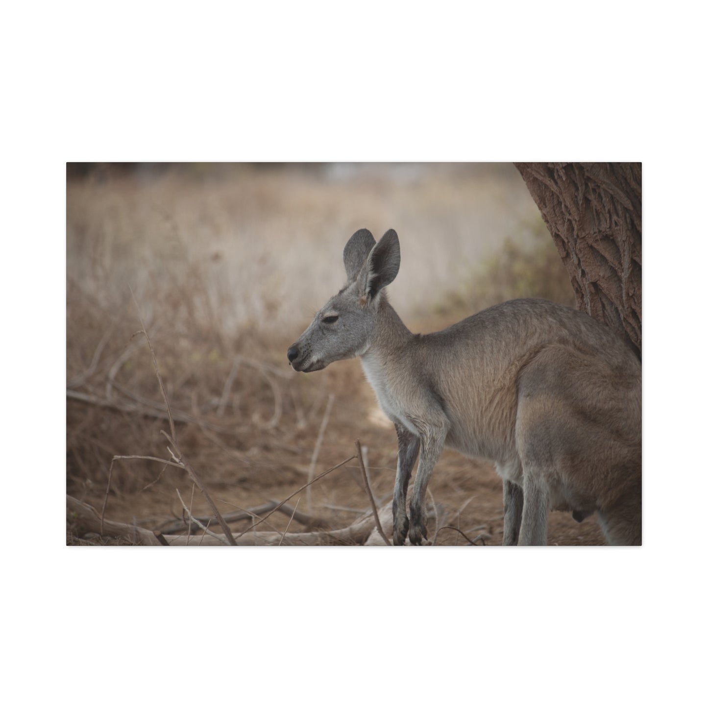 Roo Canvas Print