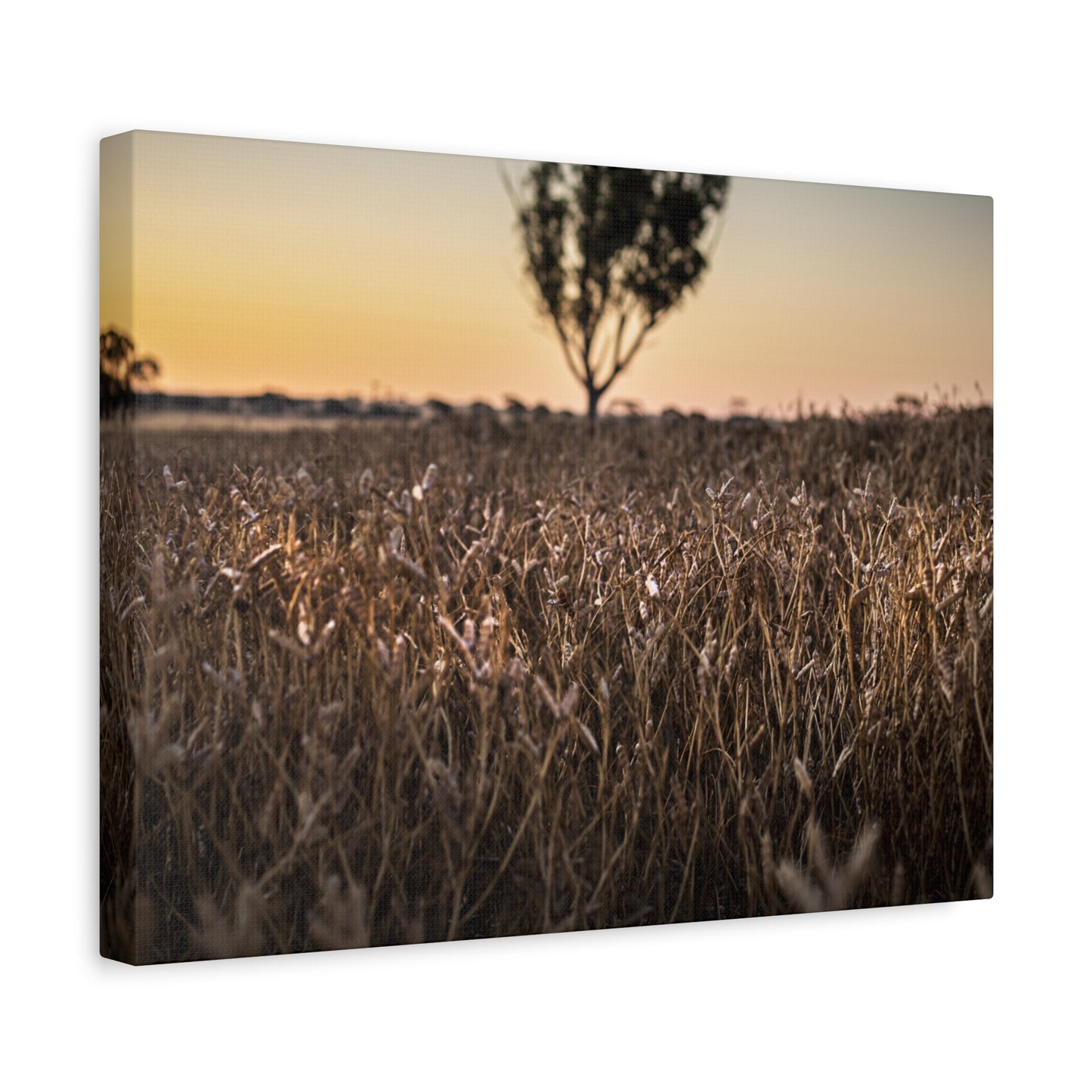 Paddock 1 Canvas Print