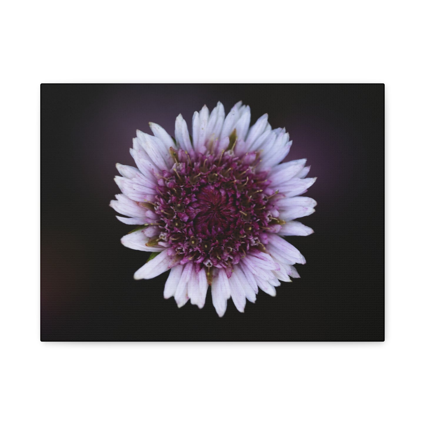 Pink Daisy Canvas Print