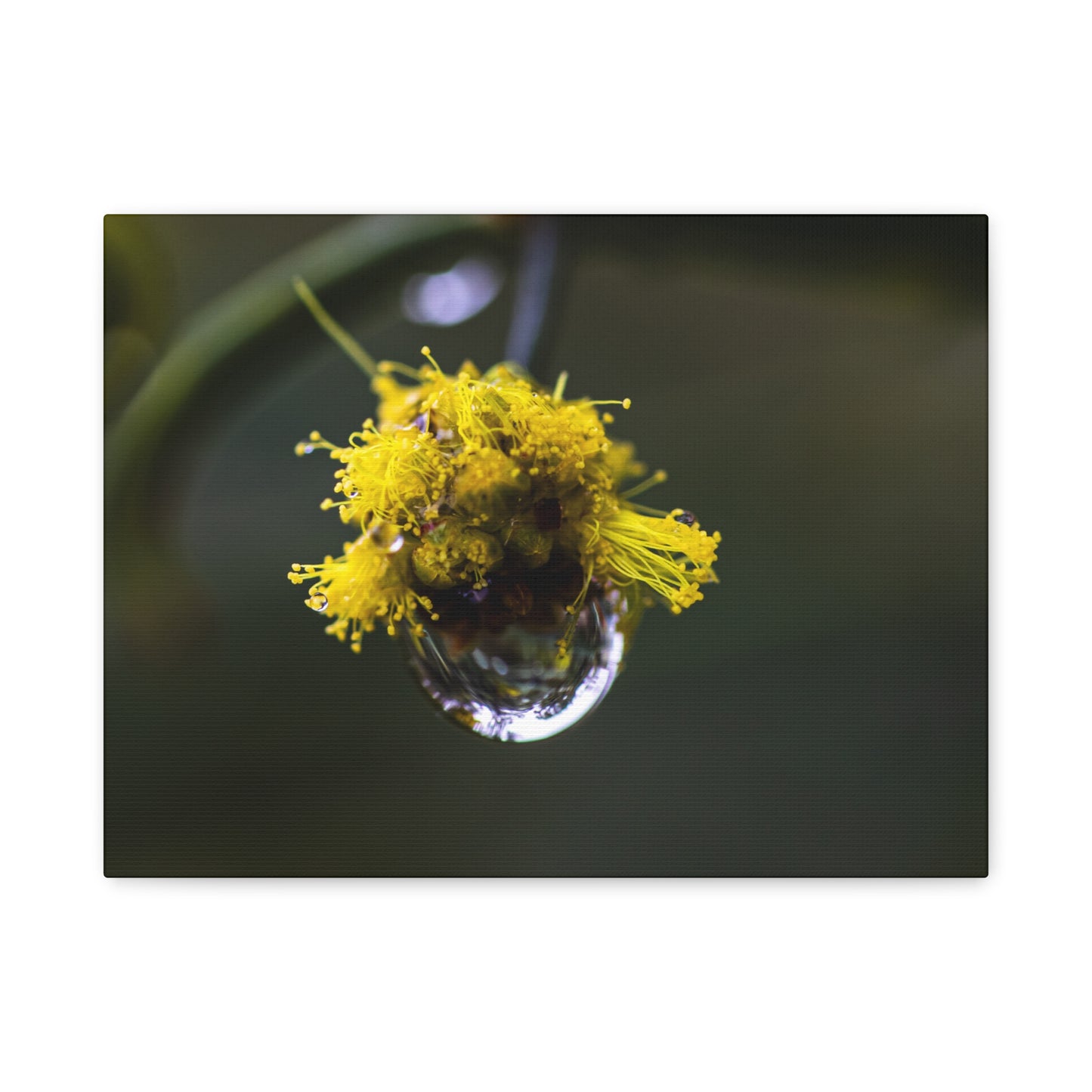 Droplets Canvas Print