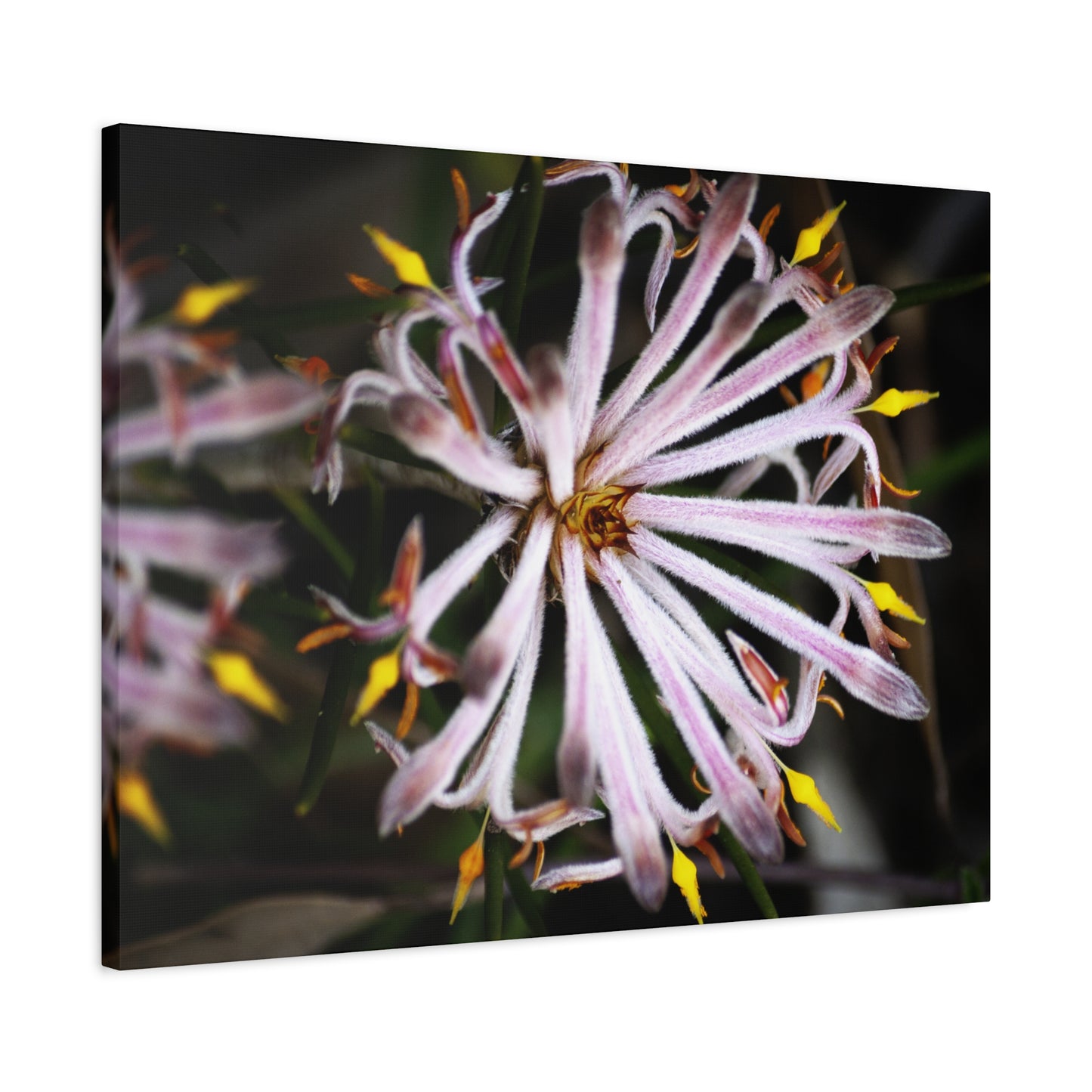 Iso Canvas Print