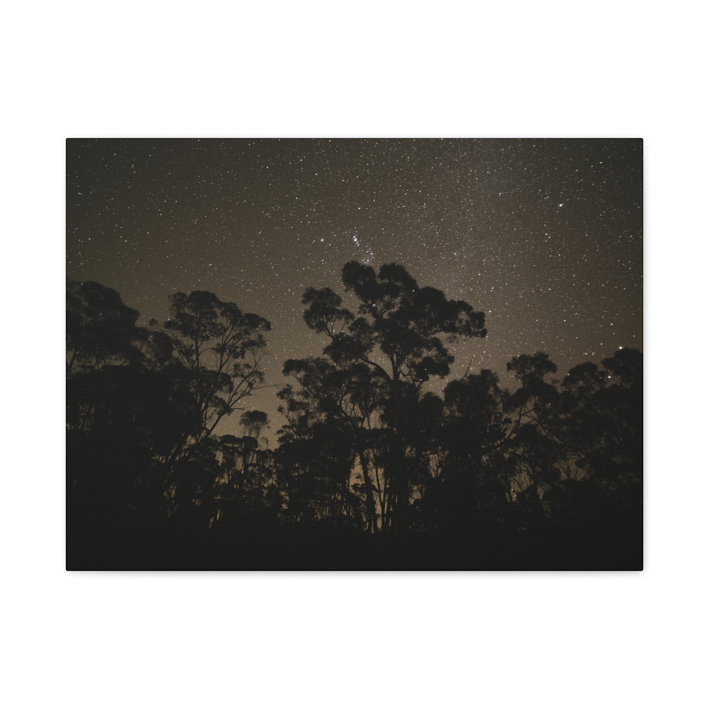 Dryandra Skies 2 Canvas Print