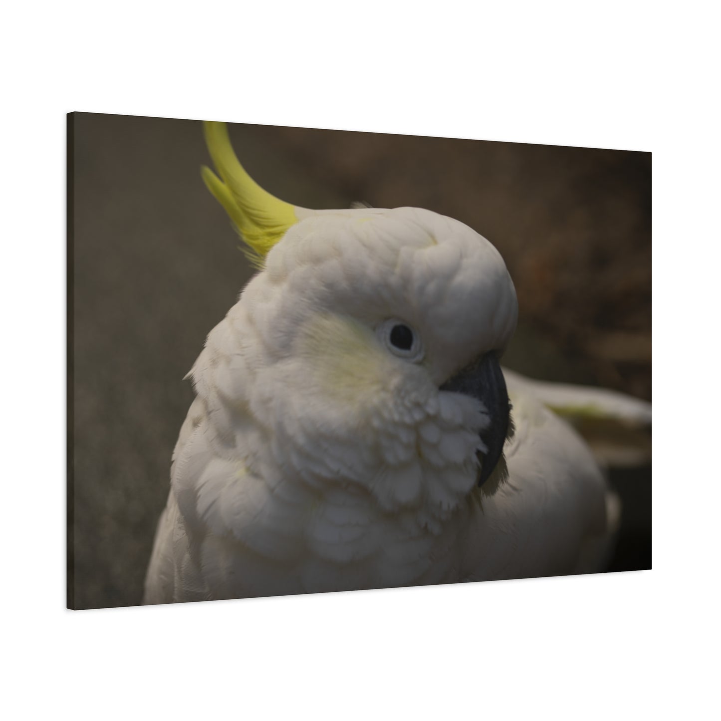 White Bird Canvas Print