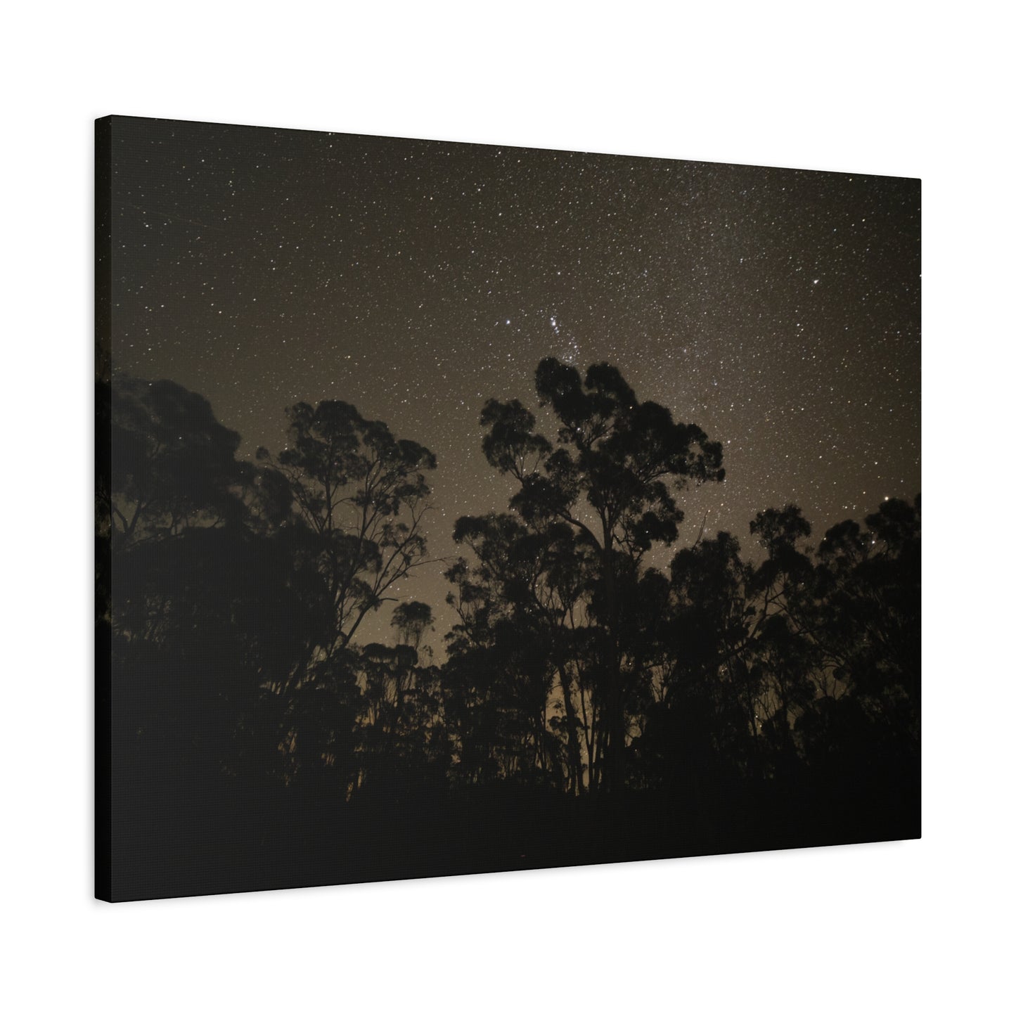 Dryandra Skies 2 Canvas Print