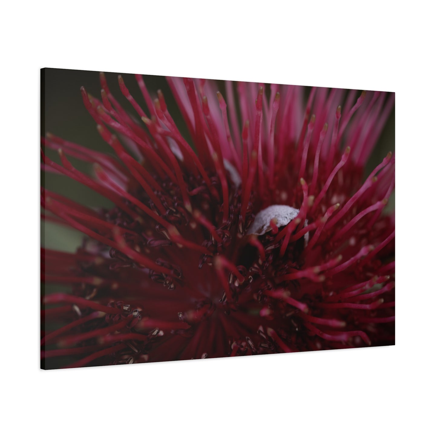 Pink Canvas Print