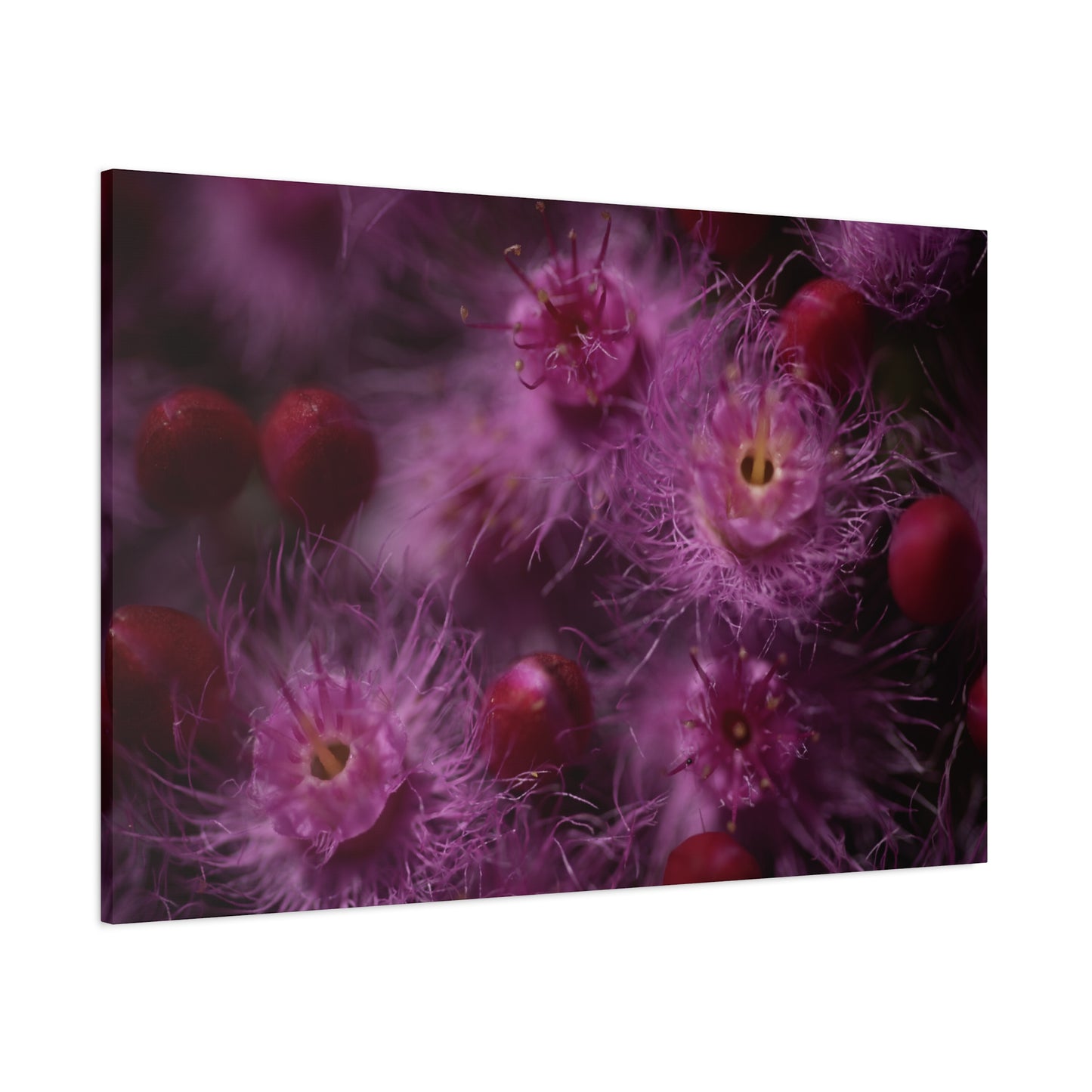 Verticordia Canvas Print