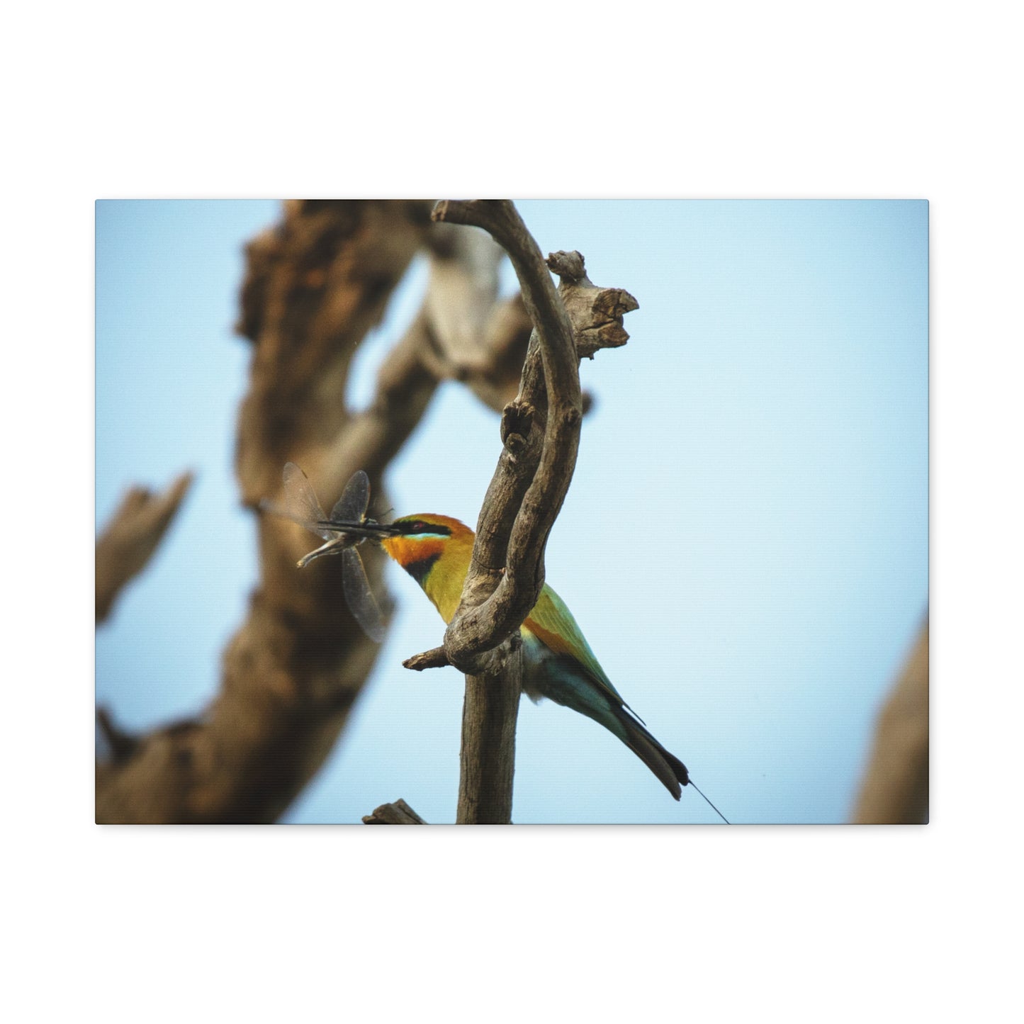 Bee Eater Canvas Print