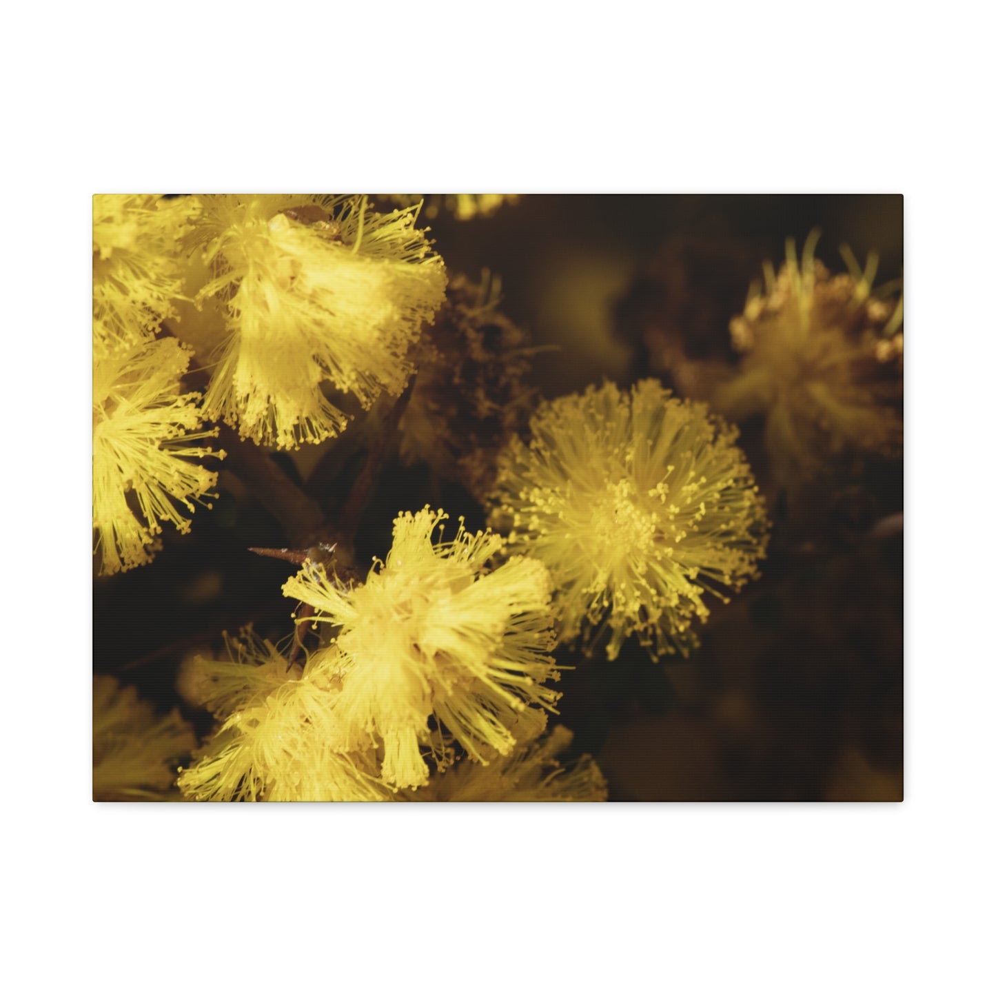 Wattle Canvas Print