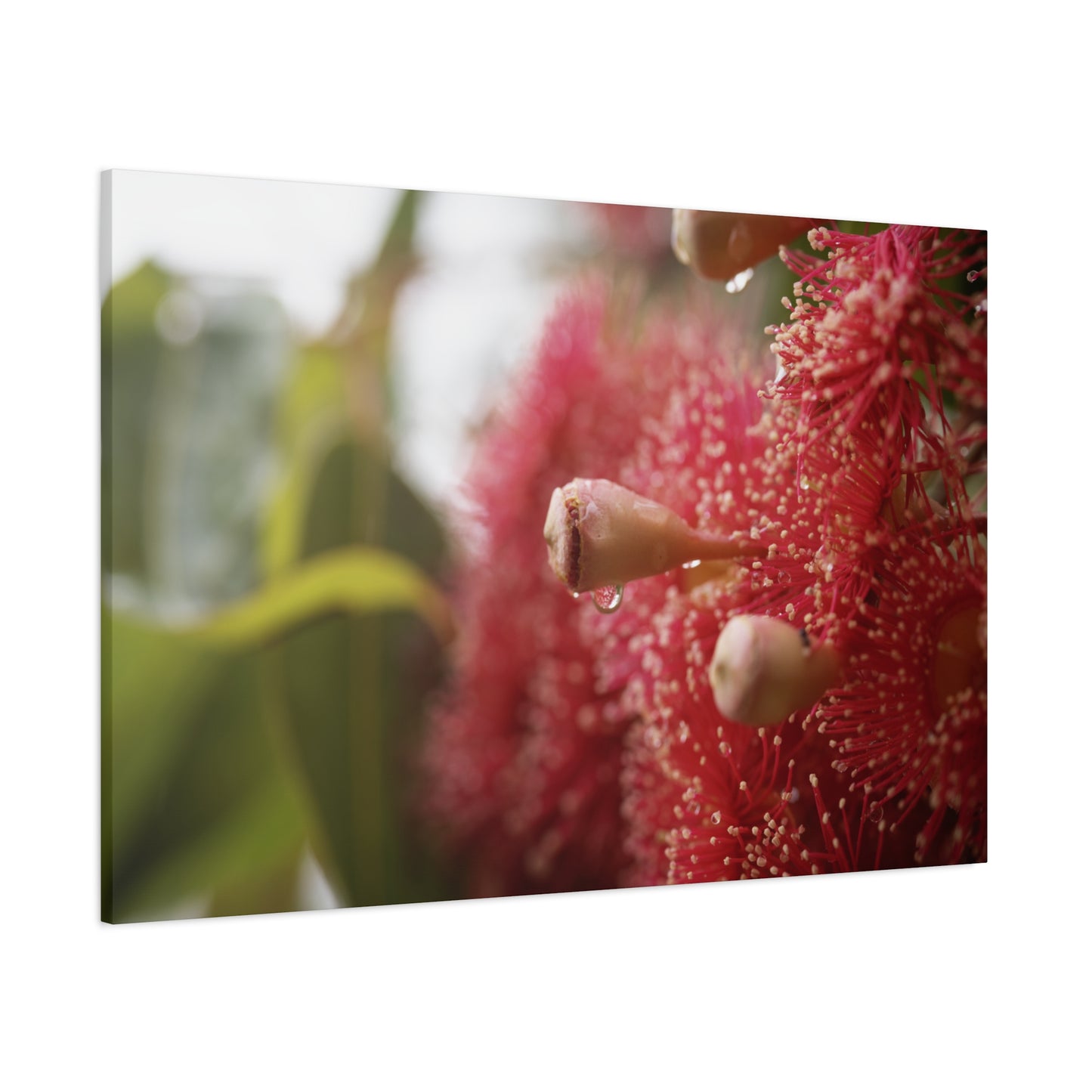 Flowering Gum Canvas Print