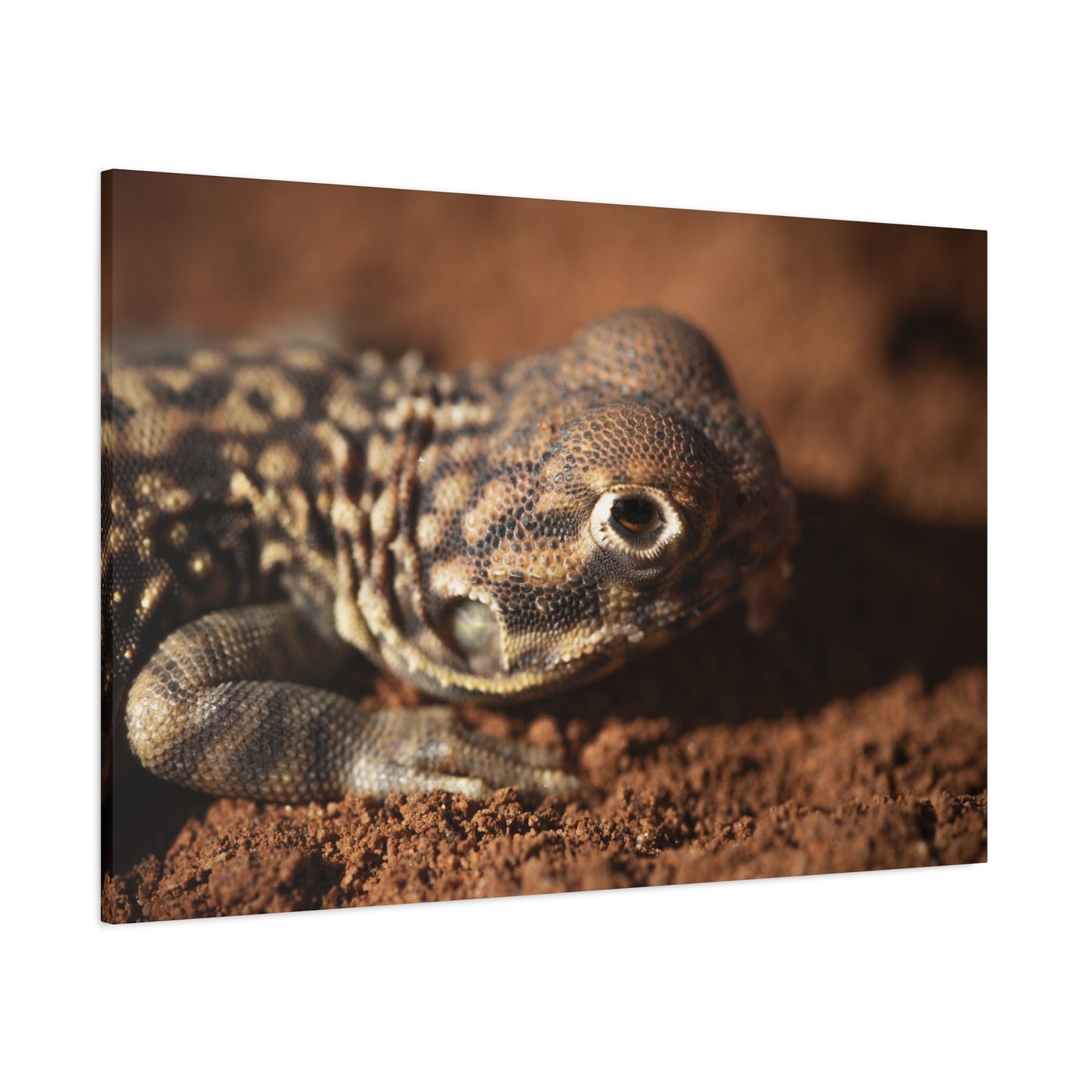 Lizard Canvas Print