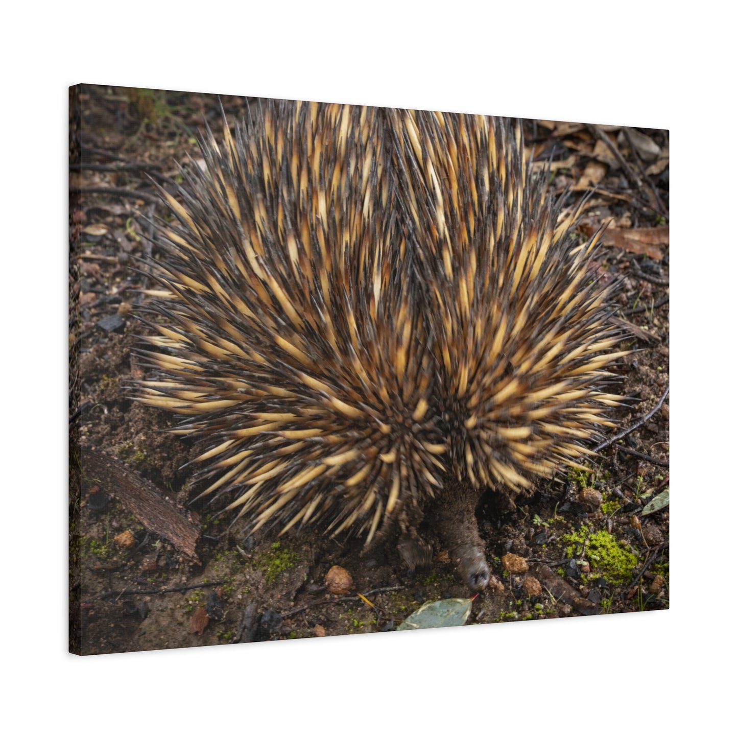 Spikey Canvas Print