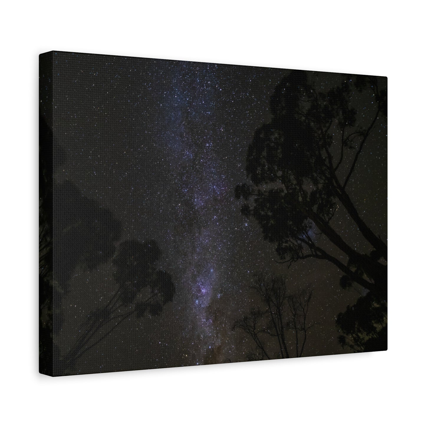 Dryandra Skies 3 Canvas Print