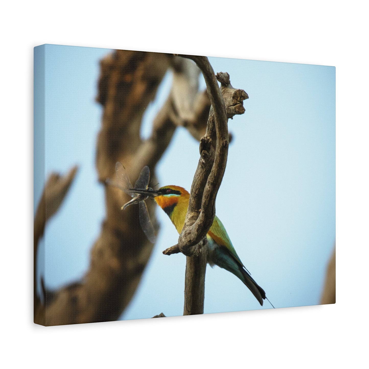 Bee Eater Canvas Print