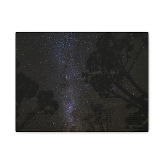 Dryandra Skies 3 Canvas Print