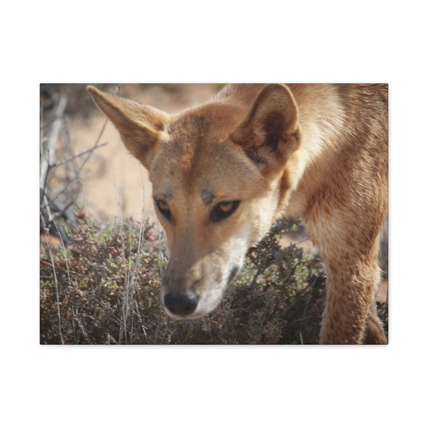 Dingo Canvas Print