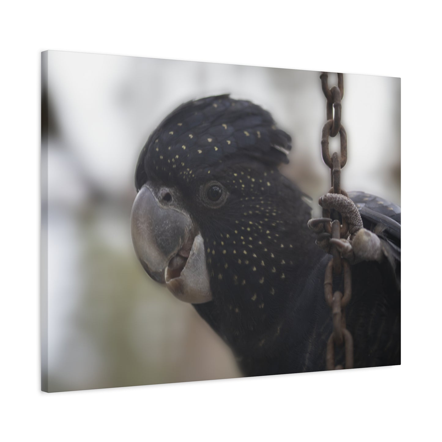 Black Bird Canvas Print