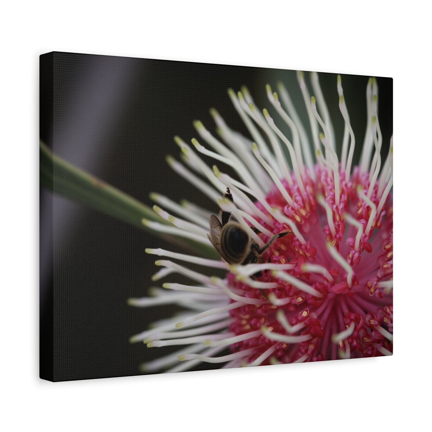 Pin Cushion Canvas Print