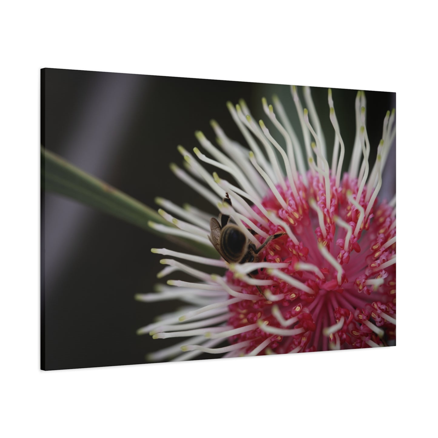 Pin Cushion Canvas Print