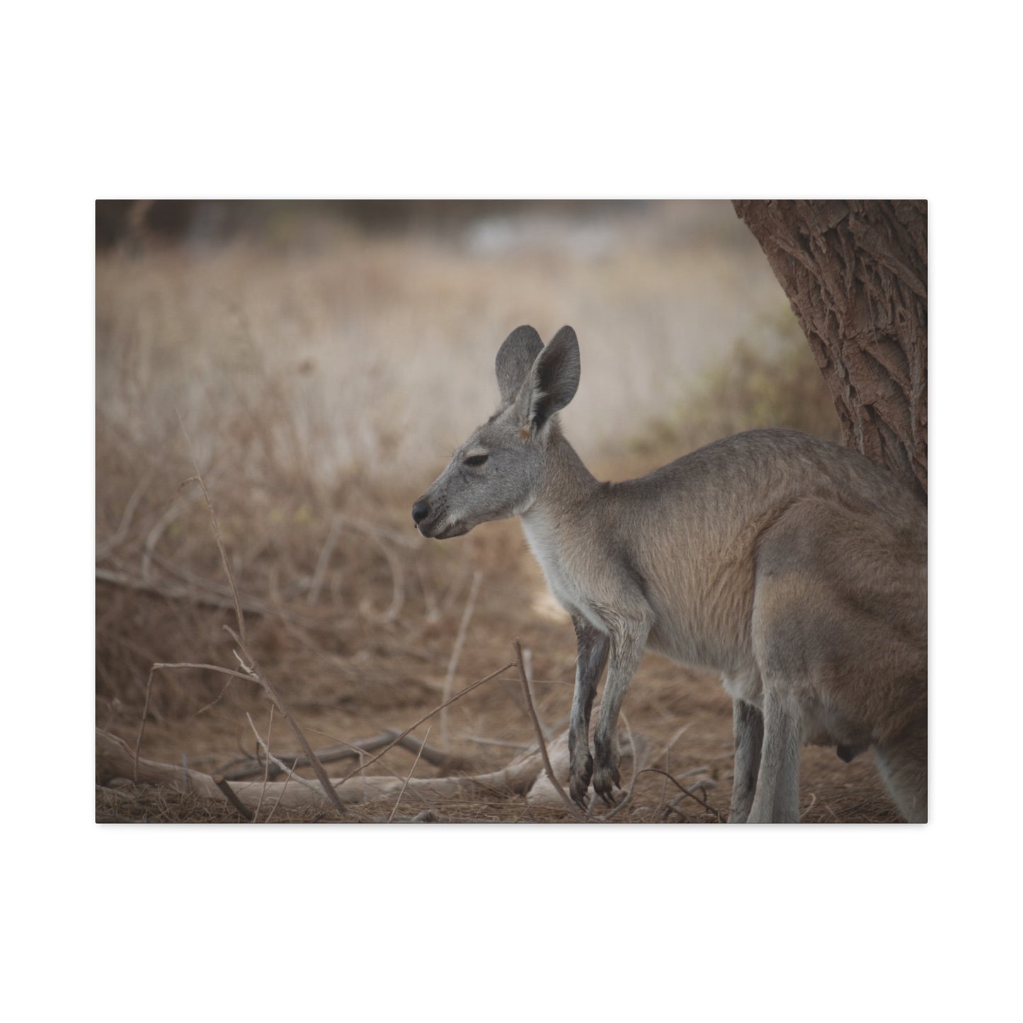 Roo Canvas Print