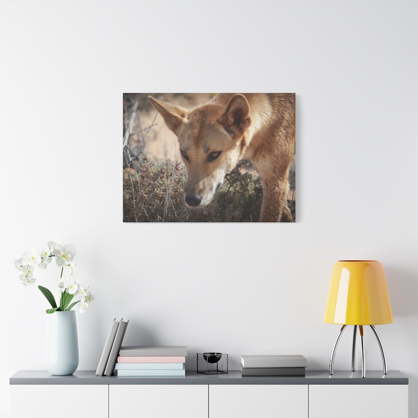 Dingo Canvas Print