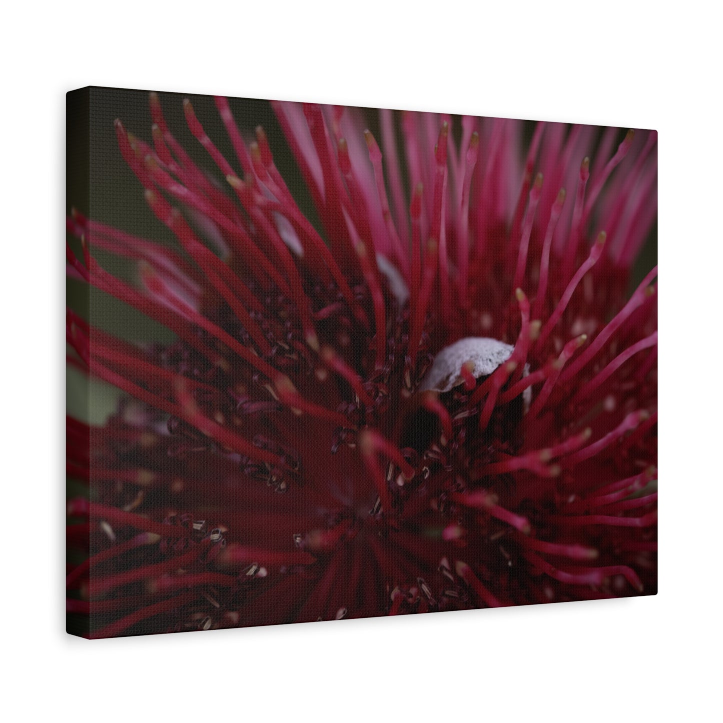 Pink Canvas Print