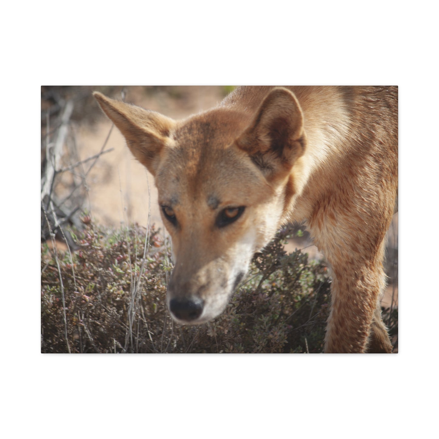 Dingo Canvas Print