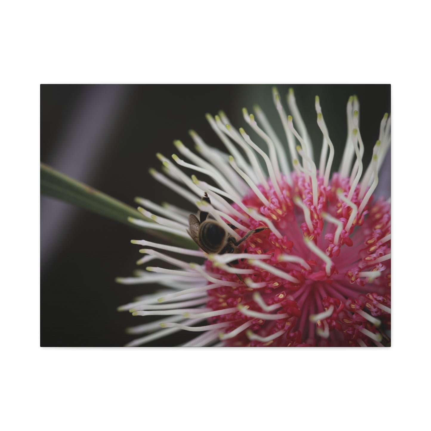 Pin Cushion Canvas Print