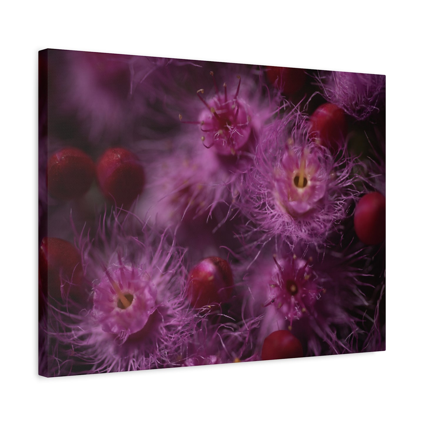 Verticordia Canvas Print