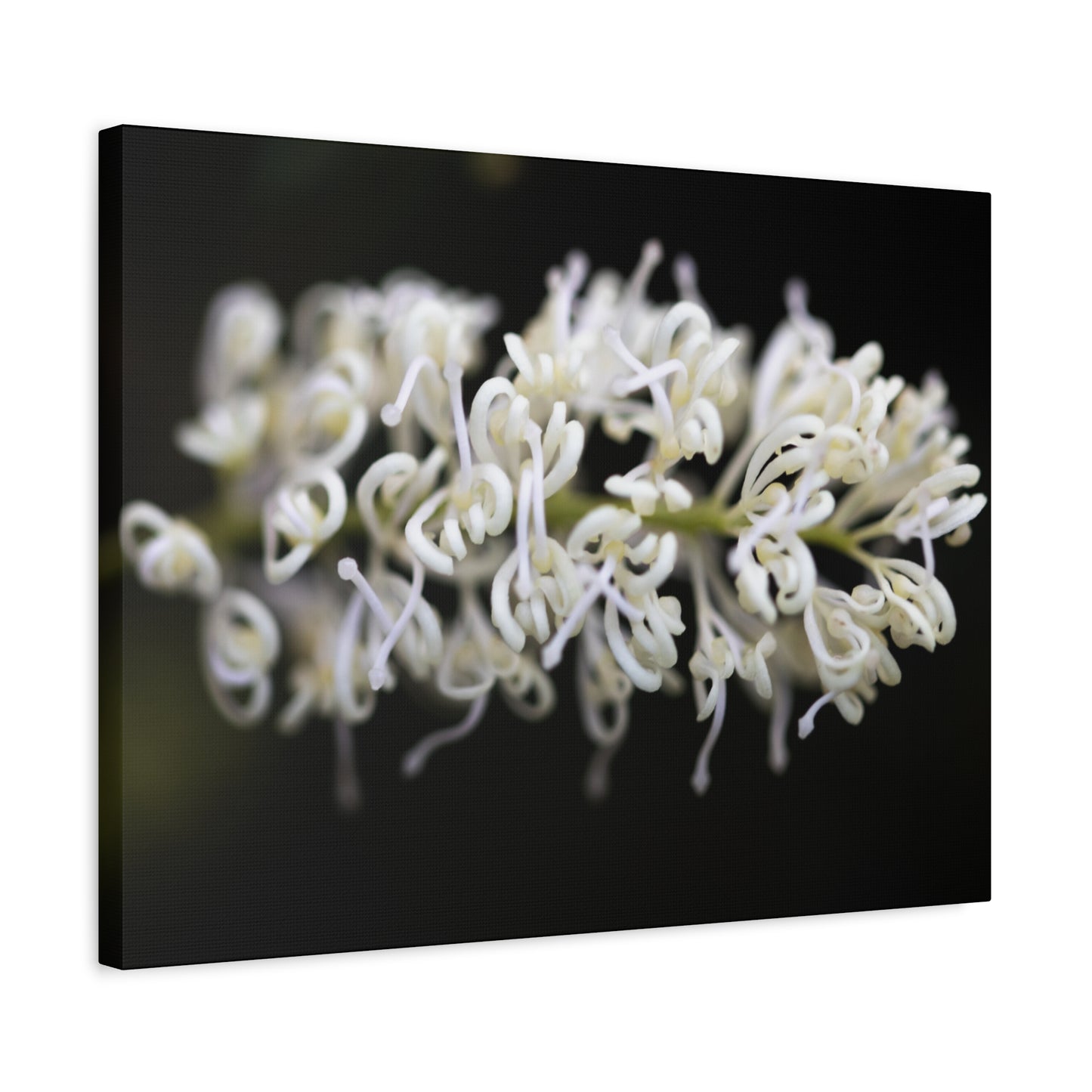 White Canvas Print