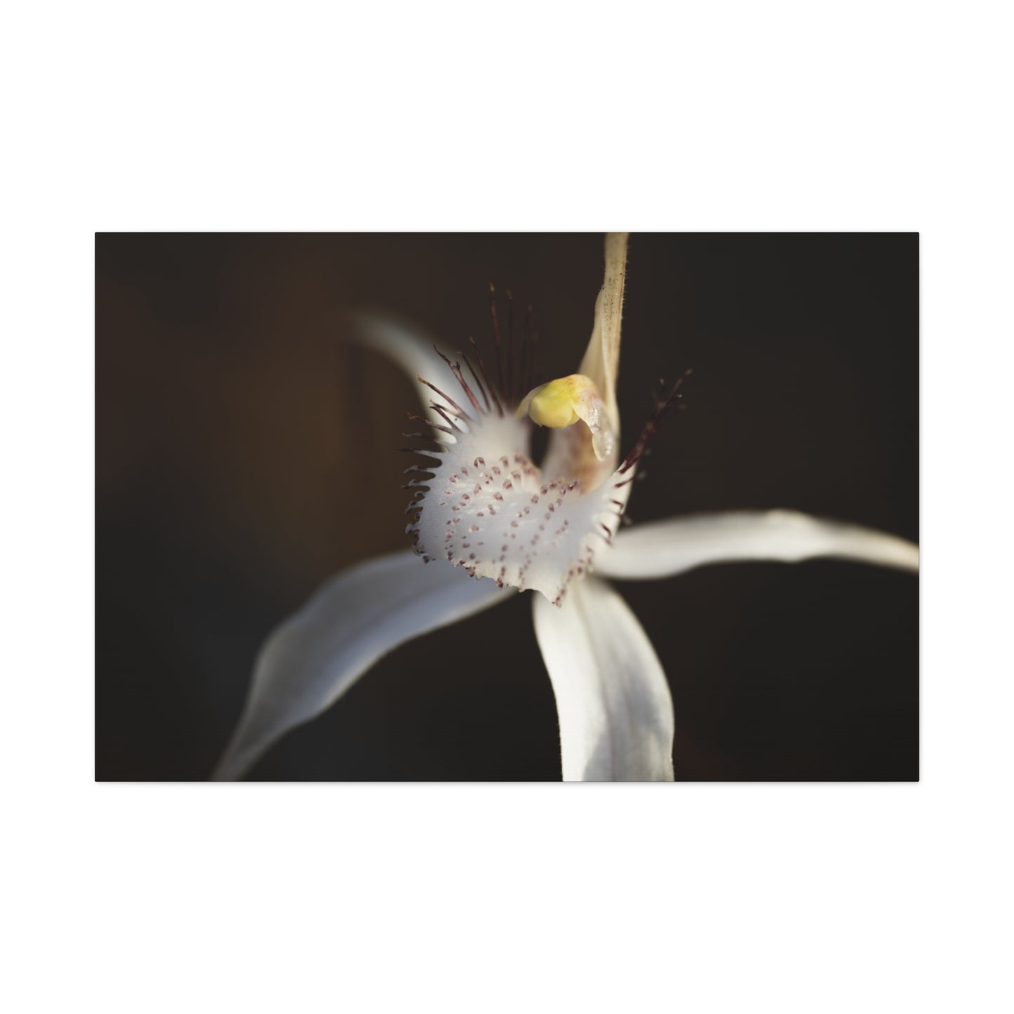 White Spider Orchid Canvas Print