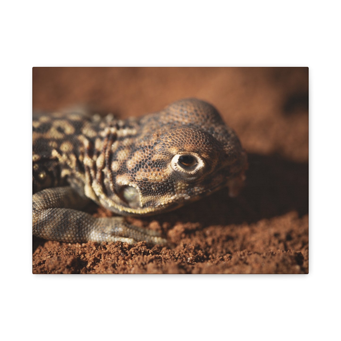 Lizard Canvas Print