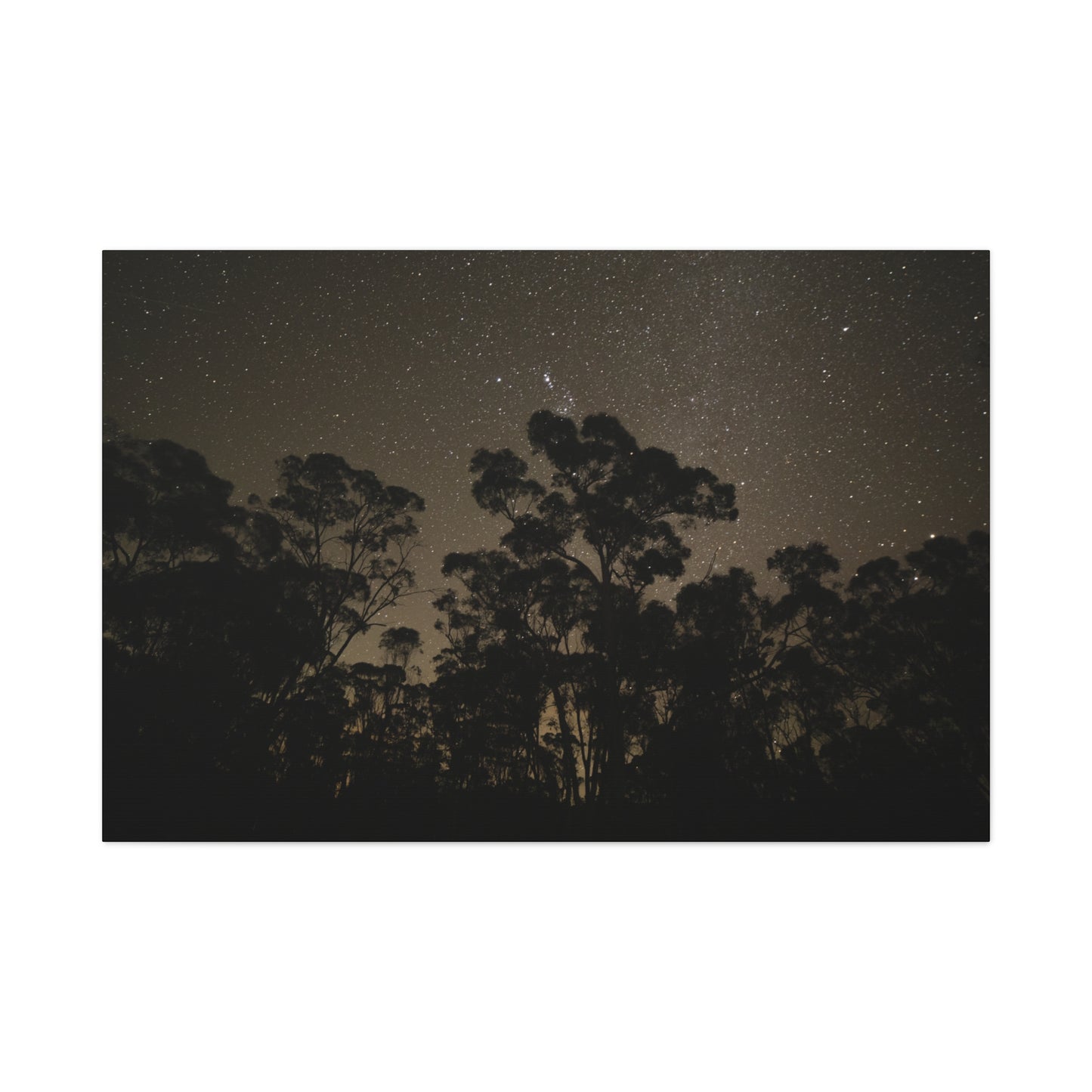 Dryandra Skies 2 Canvas Print