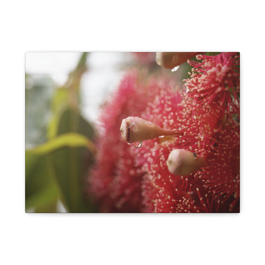 Flowering Gum Canvas Print