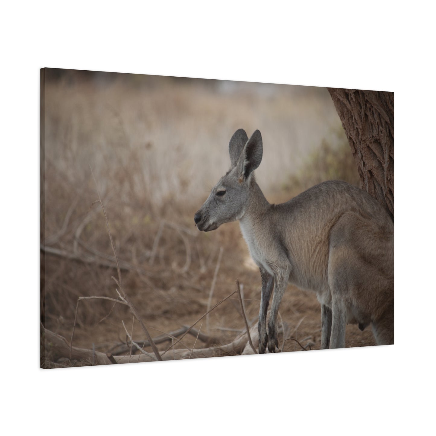 Roo Canvas Print