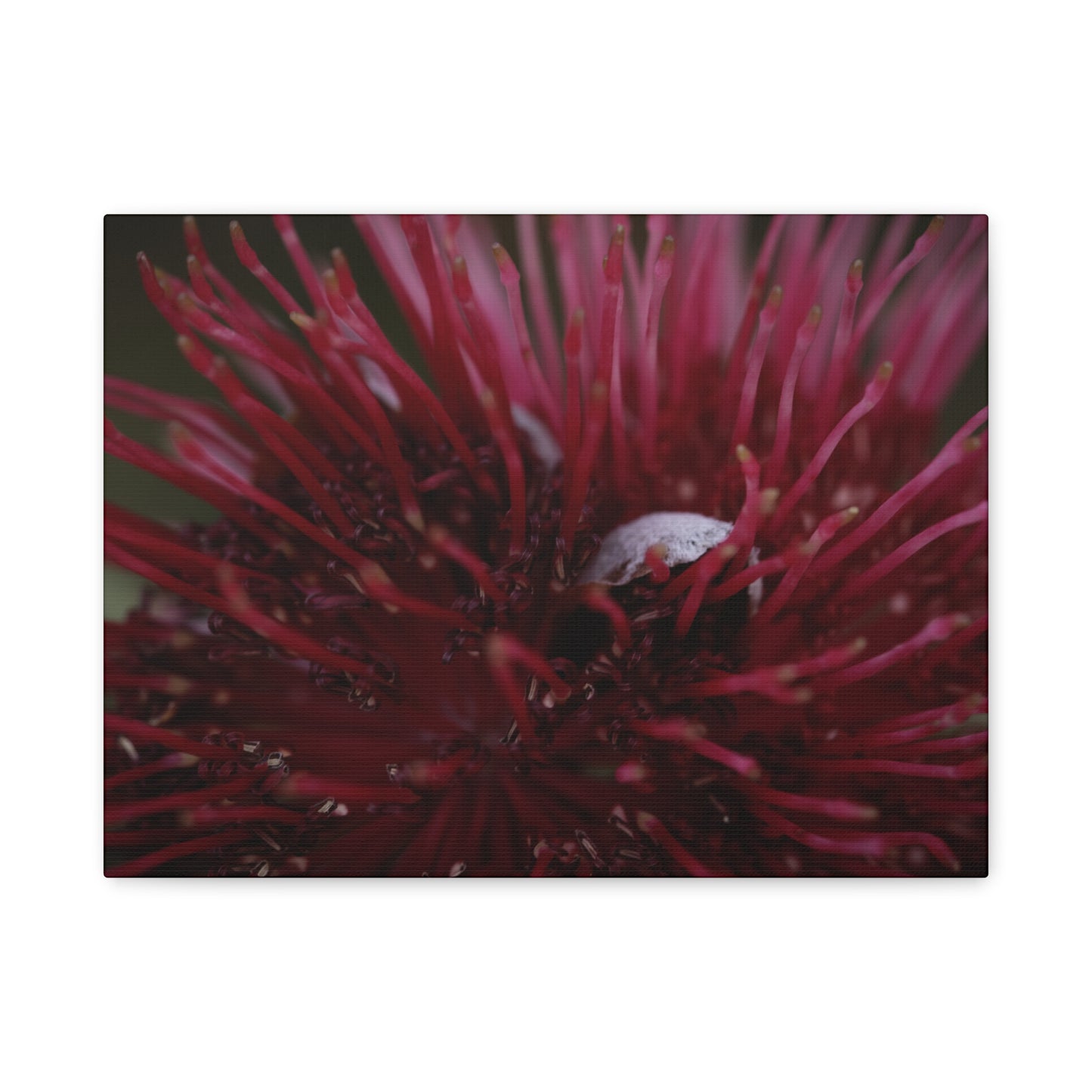 Pink Canvas Print