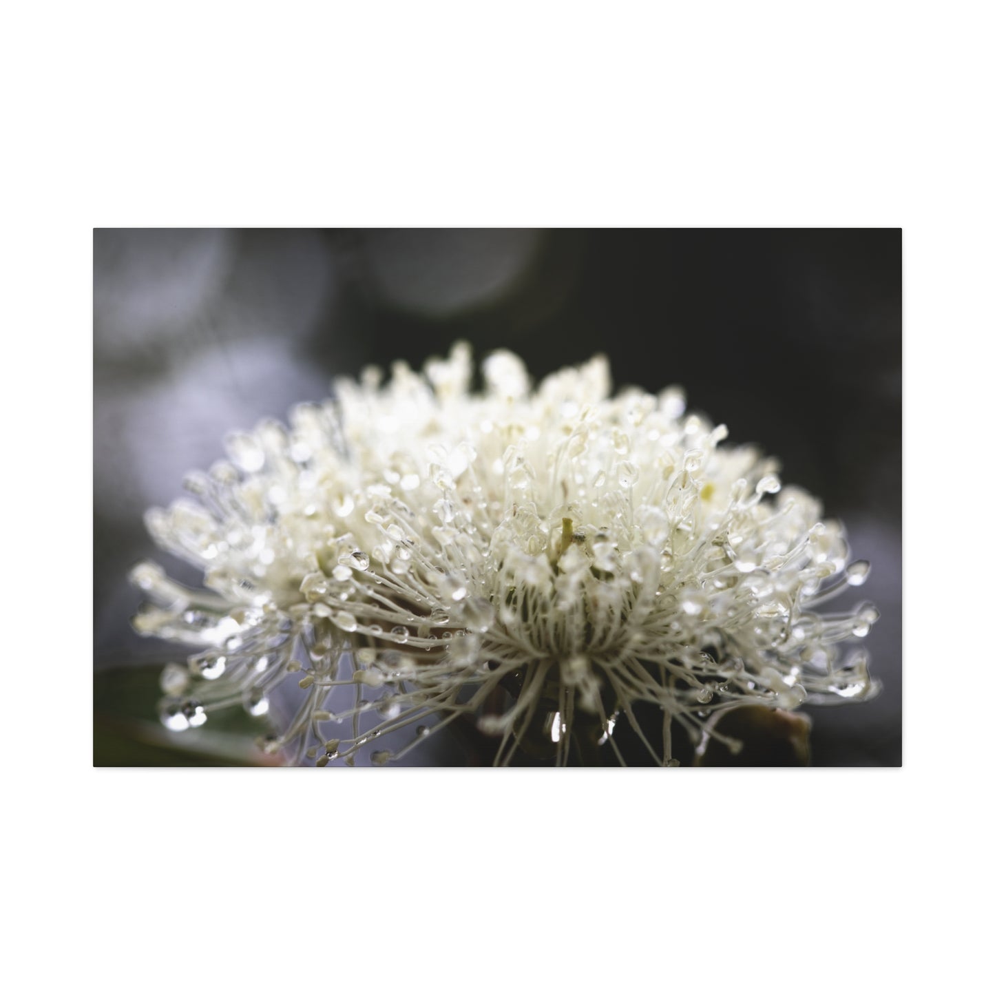 Marri Bloom Canvas Print