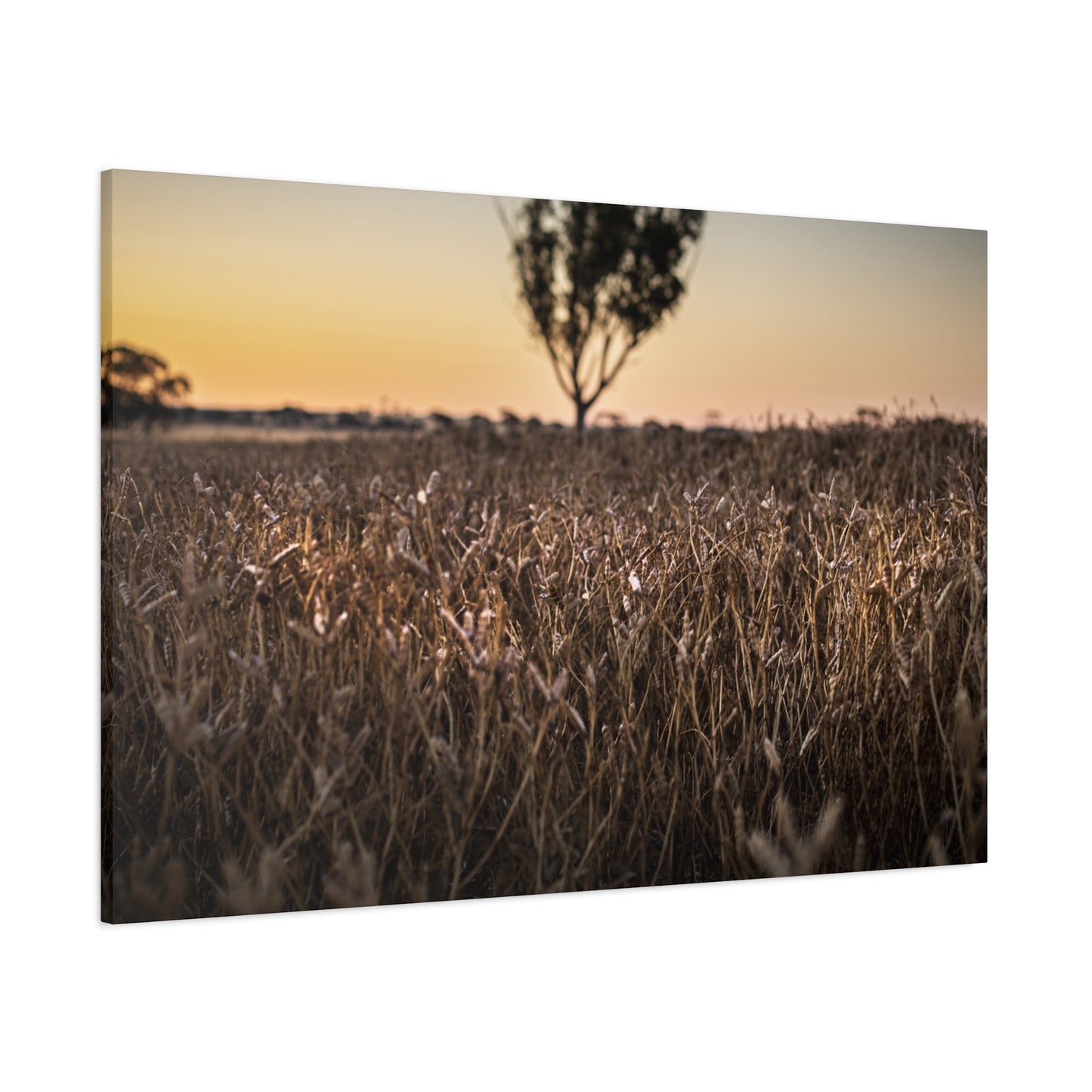 Paddock 1 Canvas Print