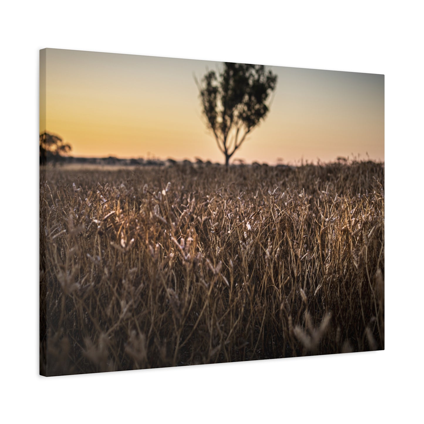 Paddock 1 Canvas Print