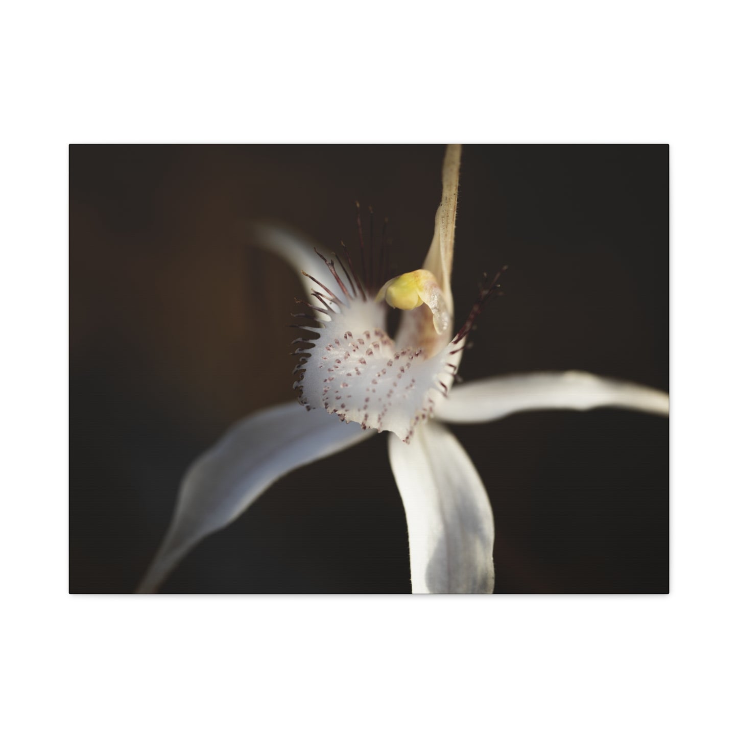 White Spider Orchid Canvas Print