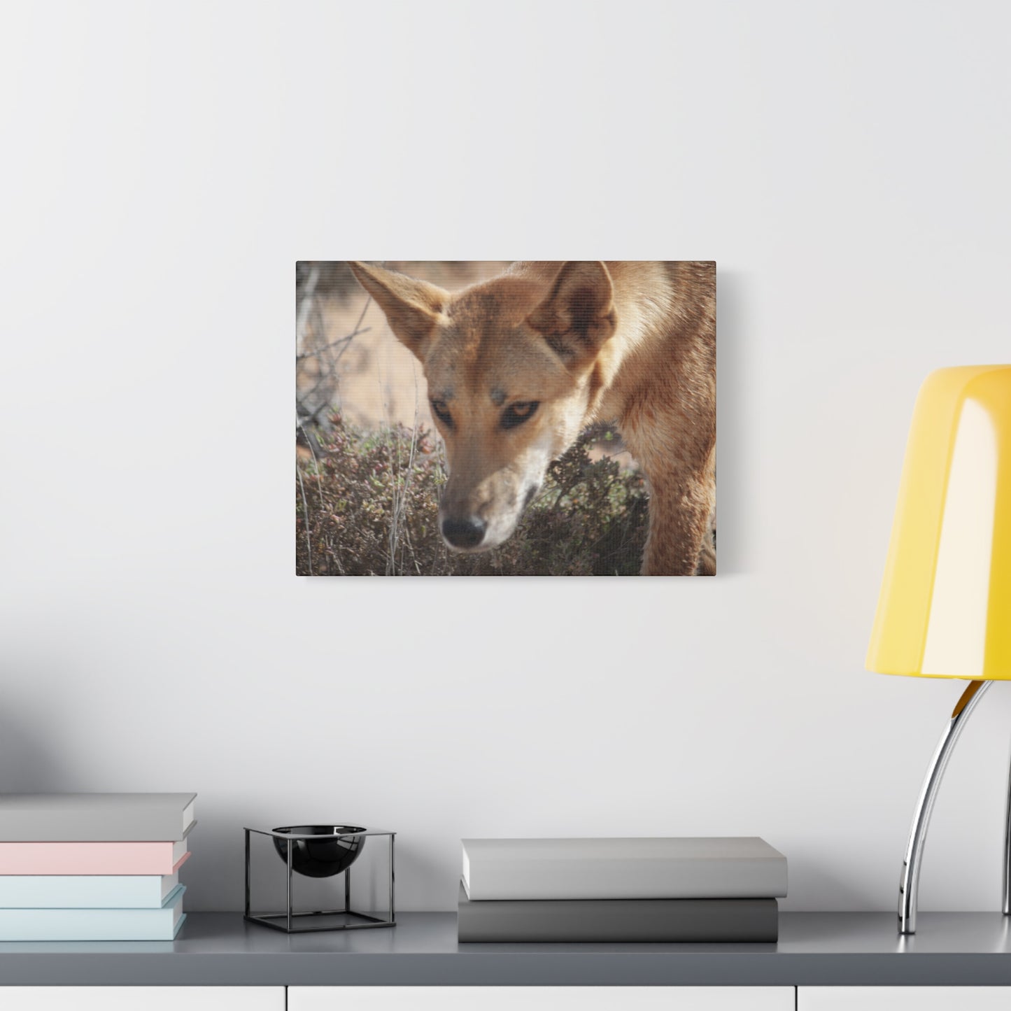 Dingo Canvas Print